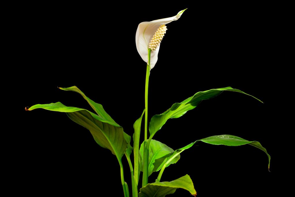 peace lily for biophilic office fit outs by Select Interiors