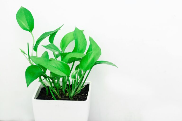 pothos for biophilic office fit outs by Select Interiors