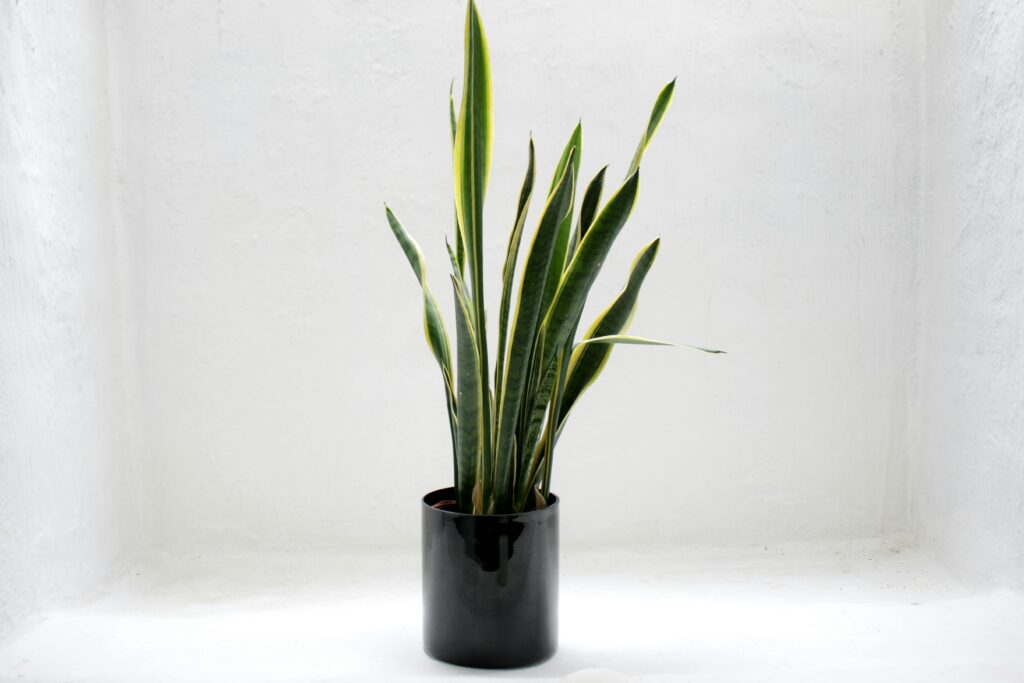 snake plant for biophilic office fit outs by Select Interiors